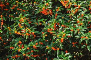 Siepi profumate sempreverdi: le varietà che fioriscono tutto l’anno