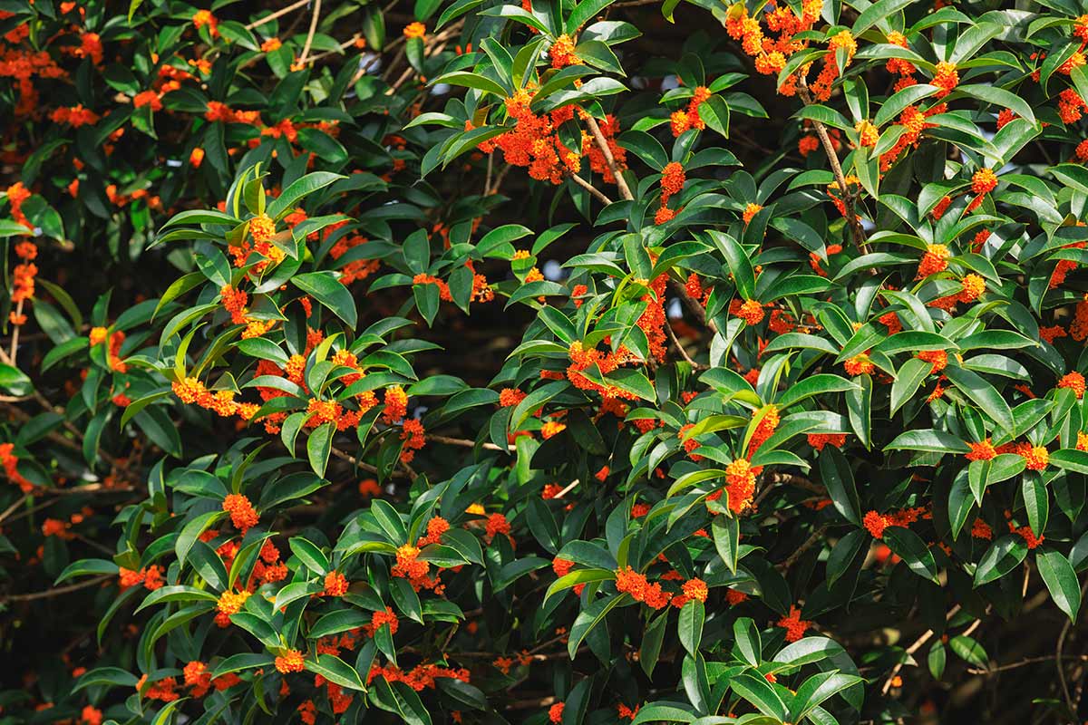 Siepi profumate sempreverdi: le varietà che fioriscono tutto l’anno