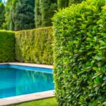 Siepi sempreverdi, piante migliori