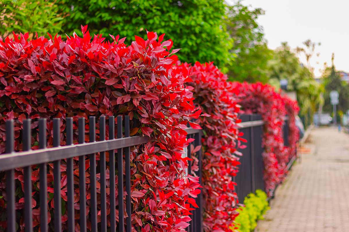siepe di Photinia