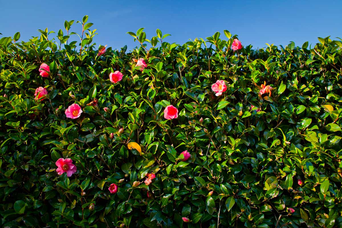 siepe di Camelia