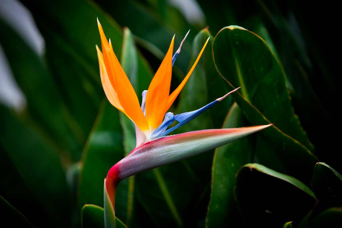 il fiore della Strelitzia