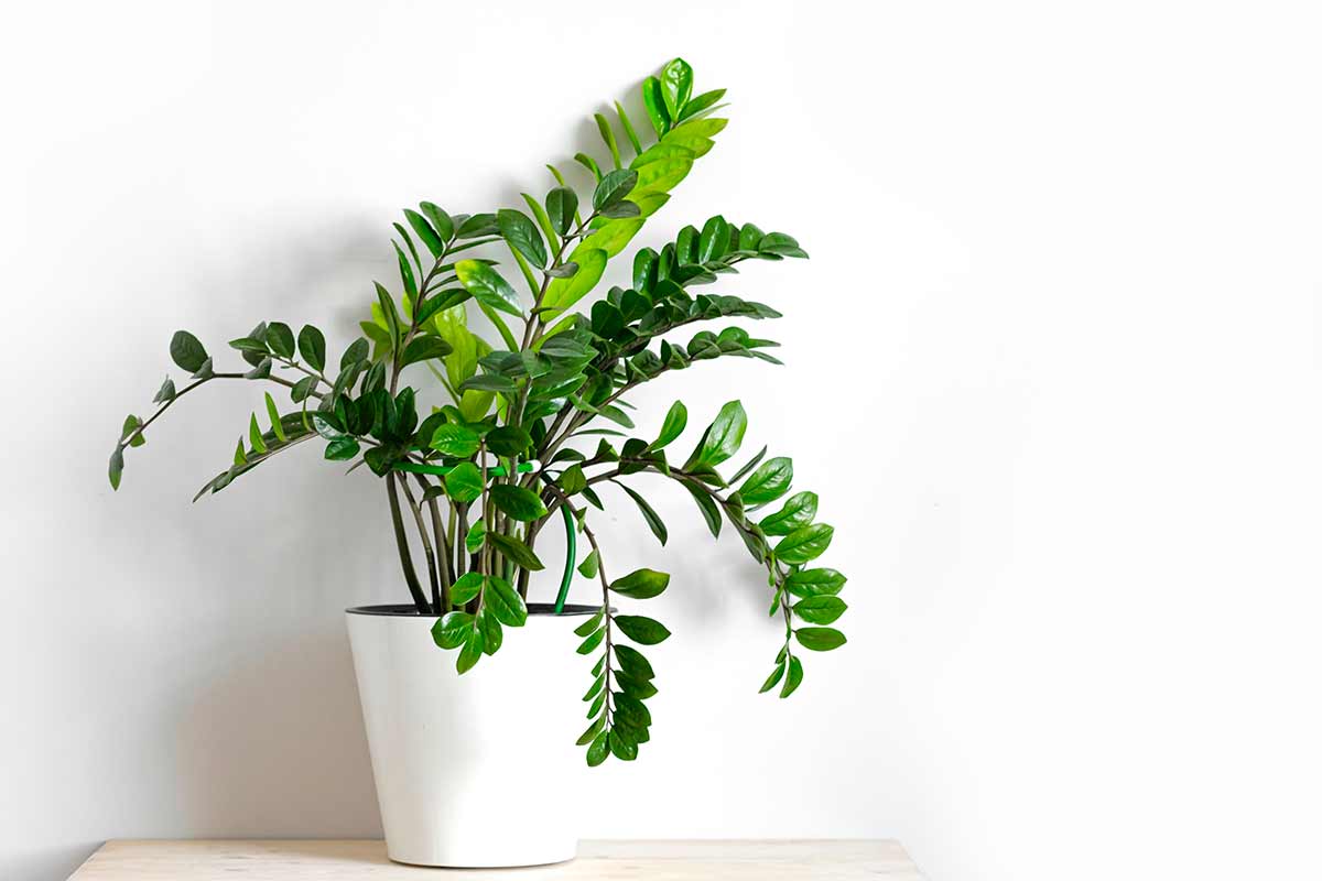 Zamioculcas pianta fortunata