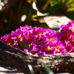 aiuola autunnale con Bergenia, Vinca e Ciclamini