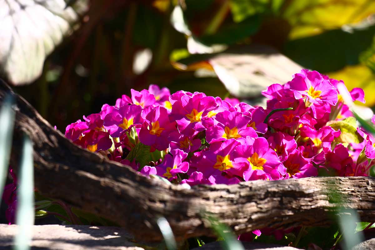aiuola autunnale con Bergenia, Vinca e Ciclamini