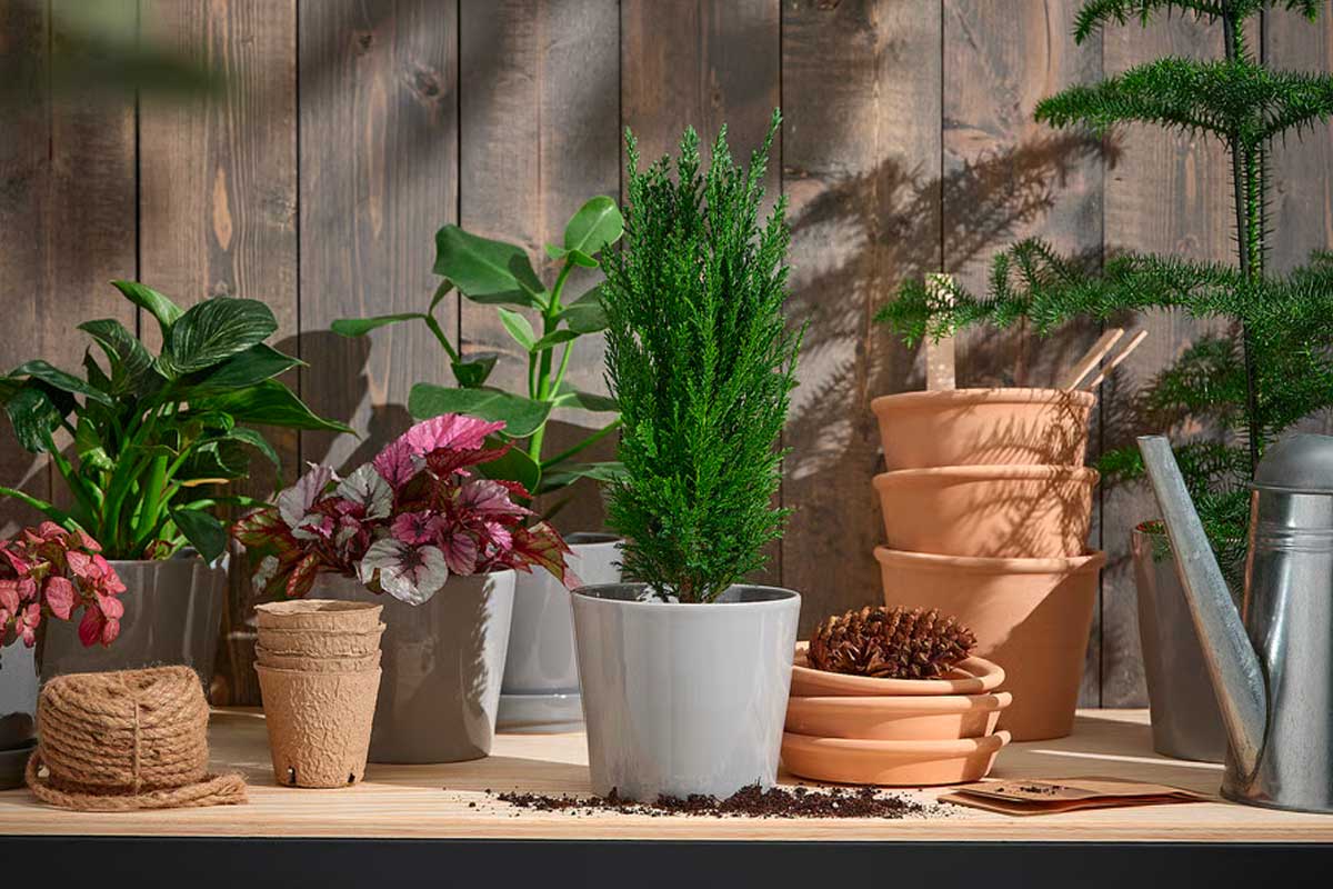 Mini alberi e piante in vaso IKEA per spazi piccoli