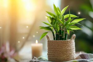 5 errori che fanno morire il bambù della fortuna