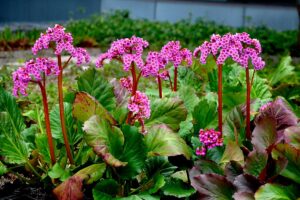 Bergenia