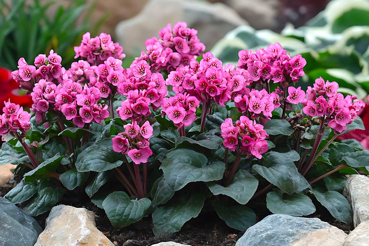 Bergenia