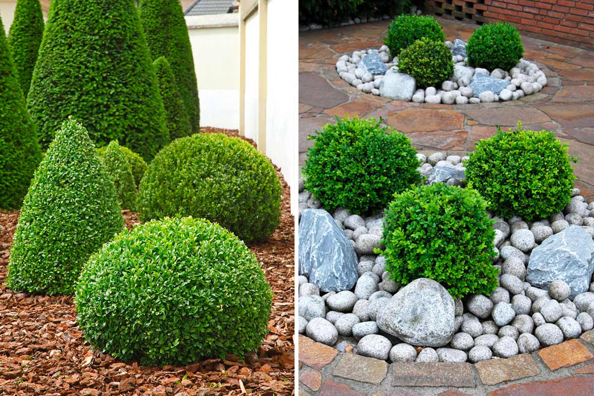 Idee creative con il bosso