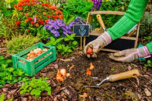 Bulbi da piantare in autunno: i fiori che coloreranno il tuo giardino in primavera