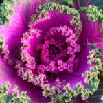 cavolo ornamentale in vaso