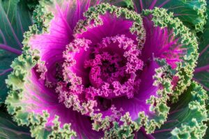 cavolo ornamentale in vaso