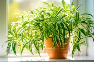 Chlorophytum: come coltivare e curare il falangio in casa