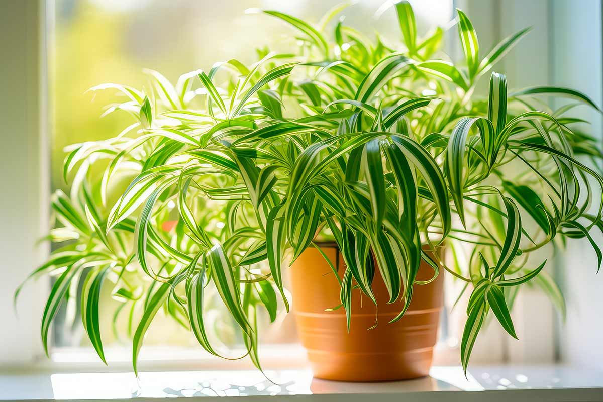 Chlorophytum: come coltivare e curare il falangio in casa