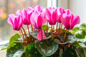 ciclamino perde i fiori