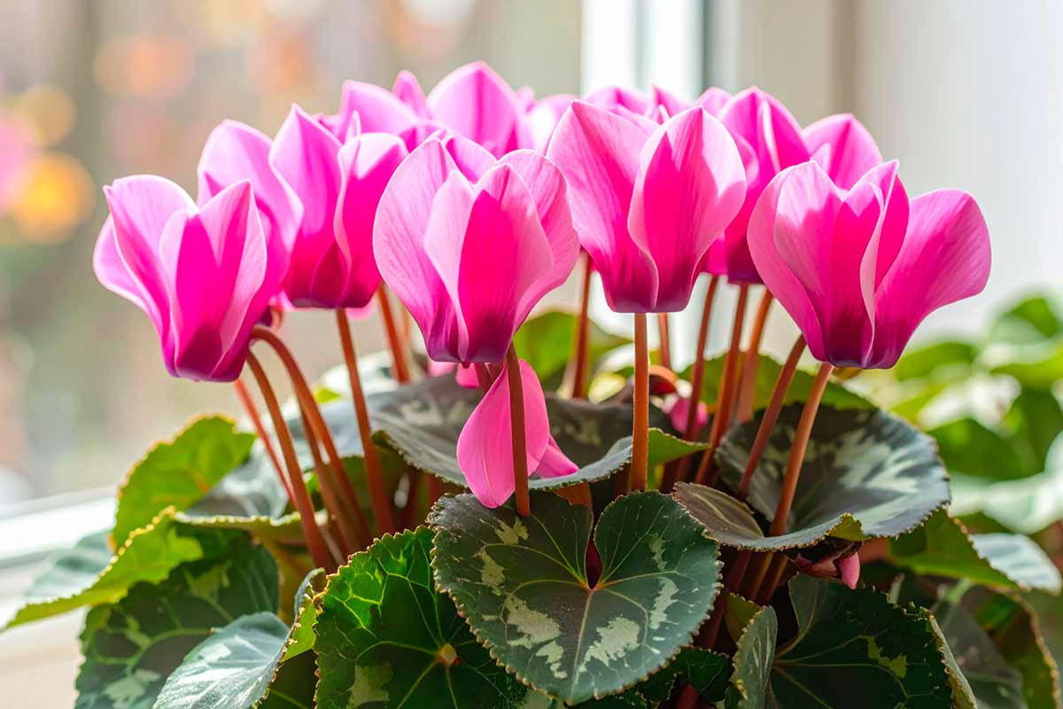 ciclamino perde i fiori