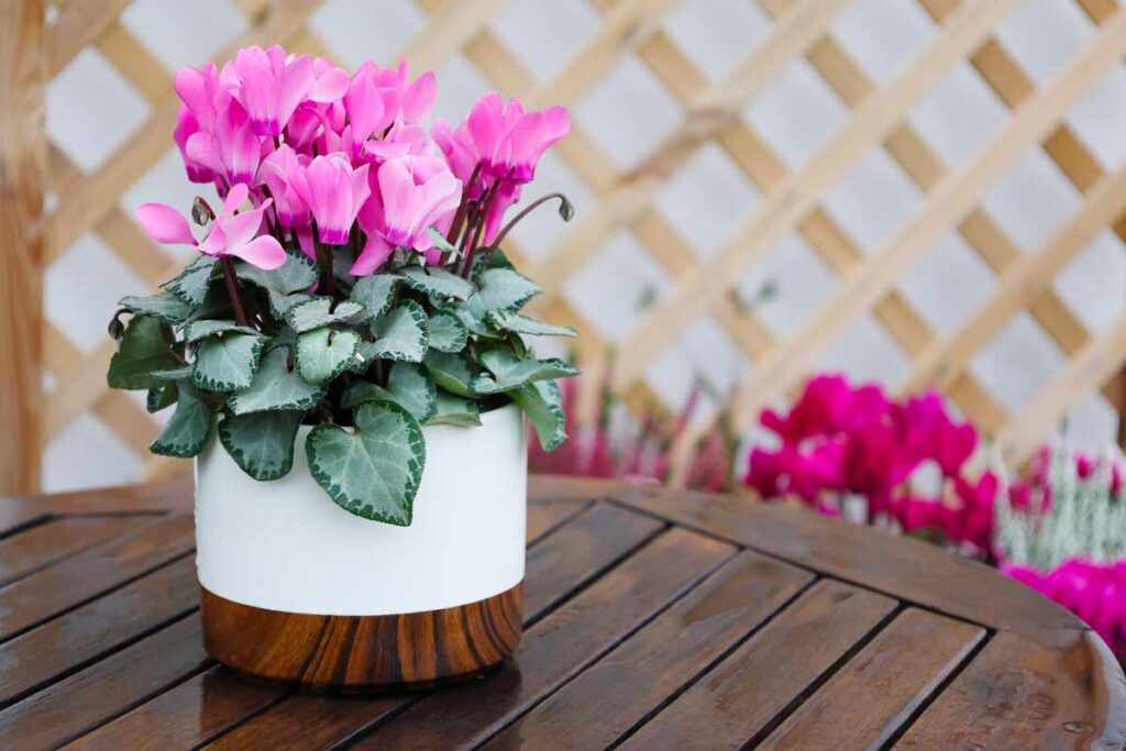 Il trucco dei giardinieri per ciclamini sempre in fiore anche col freddo