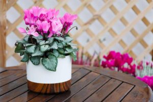 ciclamini sempre in fiore anche col freddo