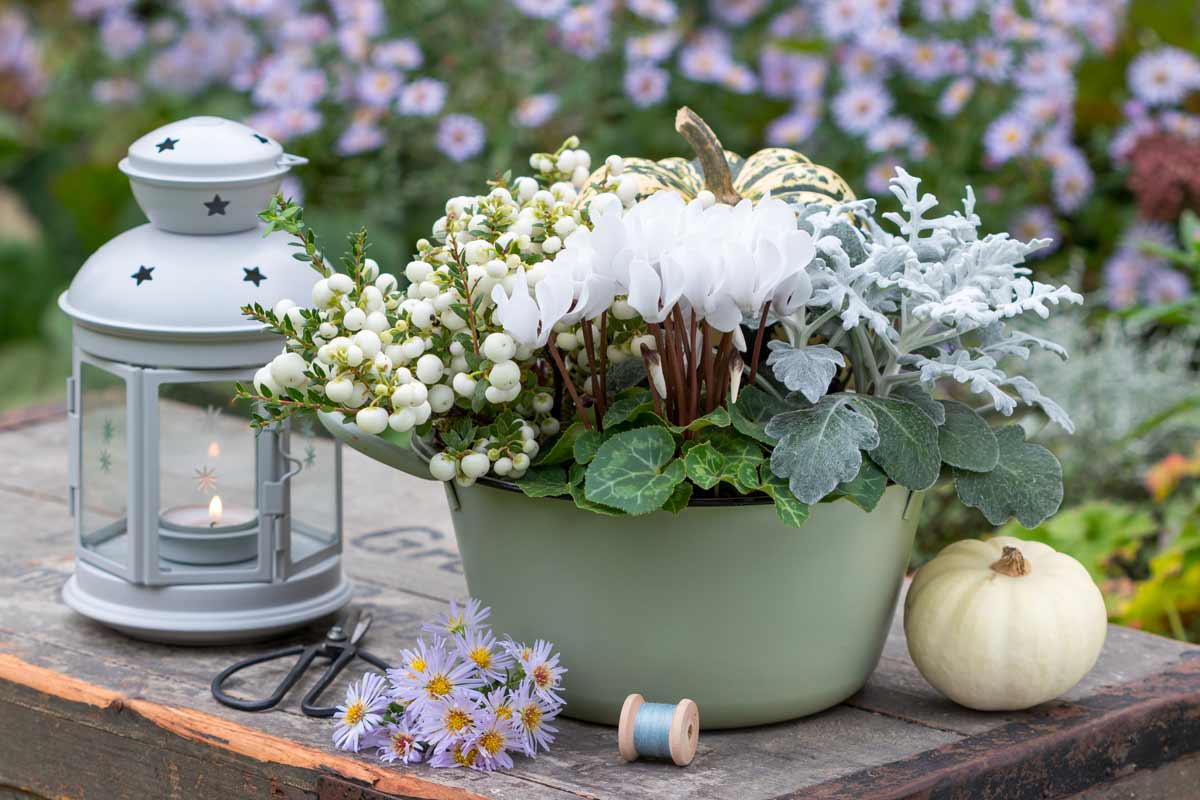 Composizione di fiori con ciclamini bianchi