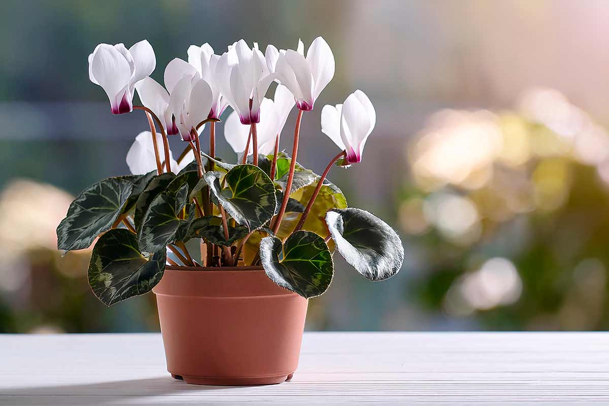 Ciclamino bianco, simbolo e significato