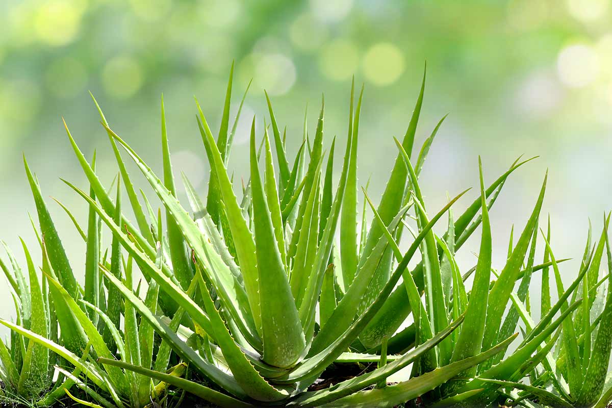 Coltivare l’aloe vera