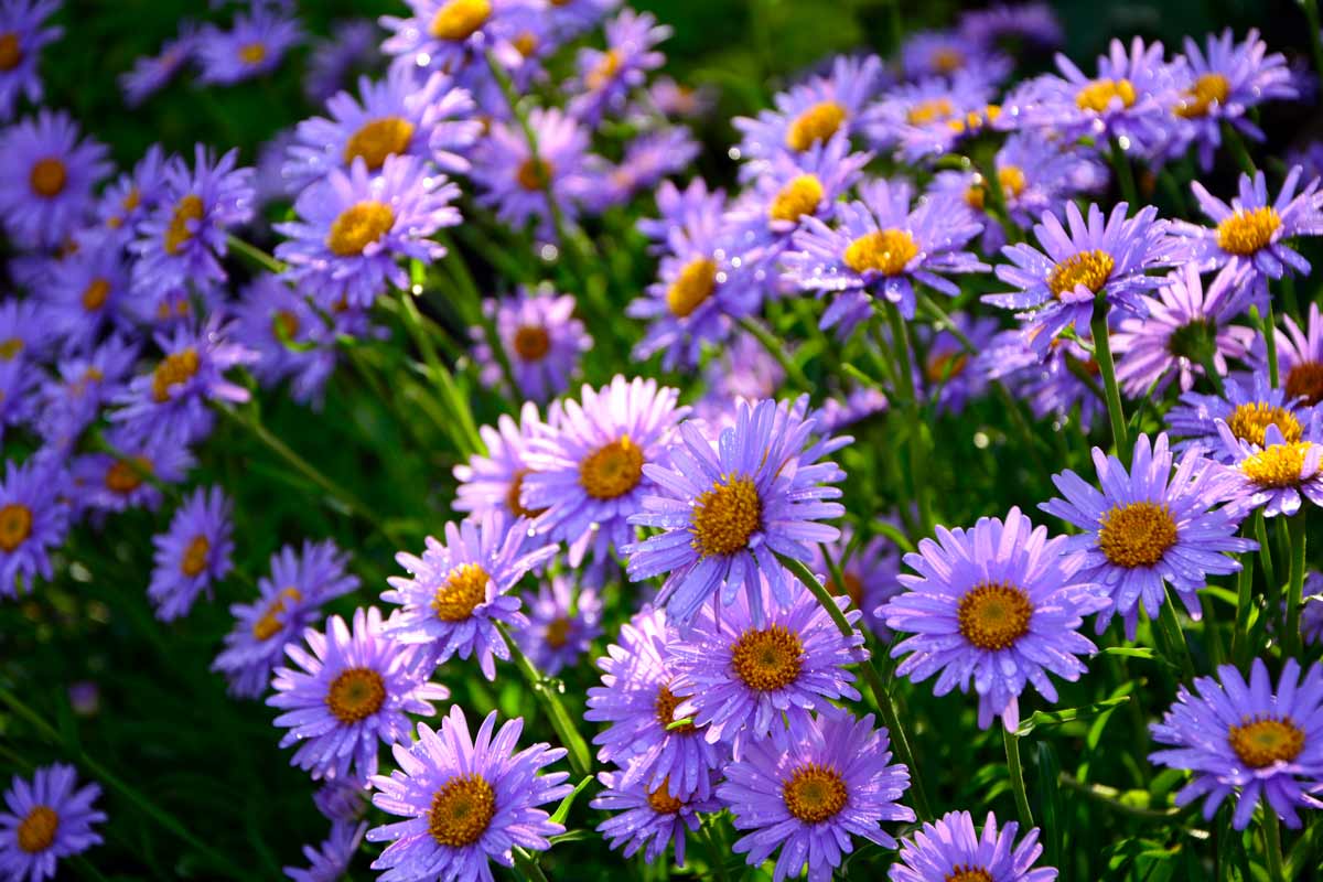 Aster viola in giardino
