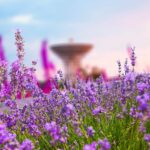 Come coltivare la lavanda in vaso o in giardino