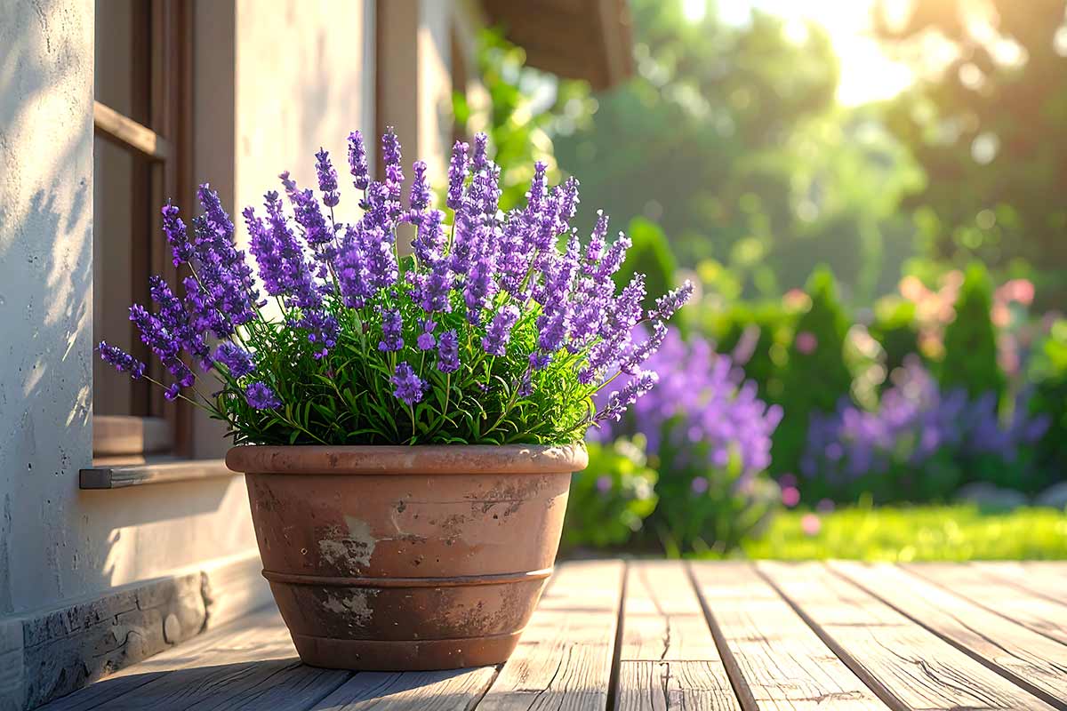 Coltivare lavanda in vaso