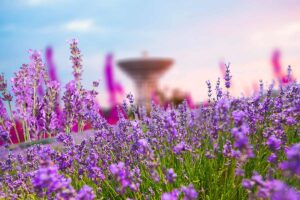 Come coltivare la lavanda in vaso o in giardino