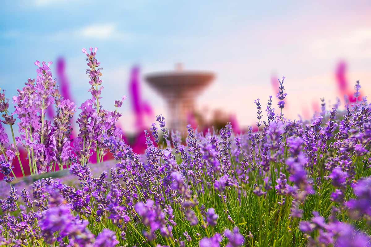 Come coltivare la lavanda in vaso o in giardino