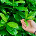 Come concimare il lauroceraso in autunno