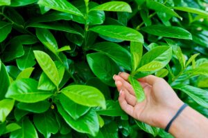 Come concimare il lauroceraso in autunno