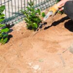 Terreno e distanza giusta tra piante di lauroceraso