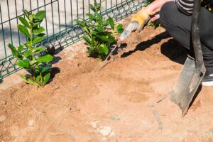 Terreno e distanza giusta tra piante di lauroceraso