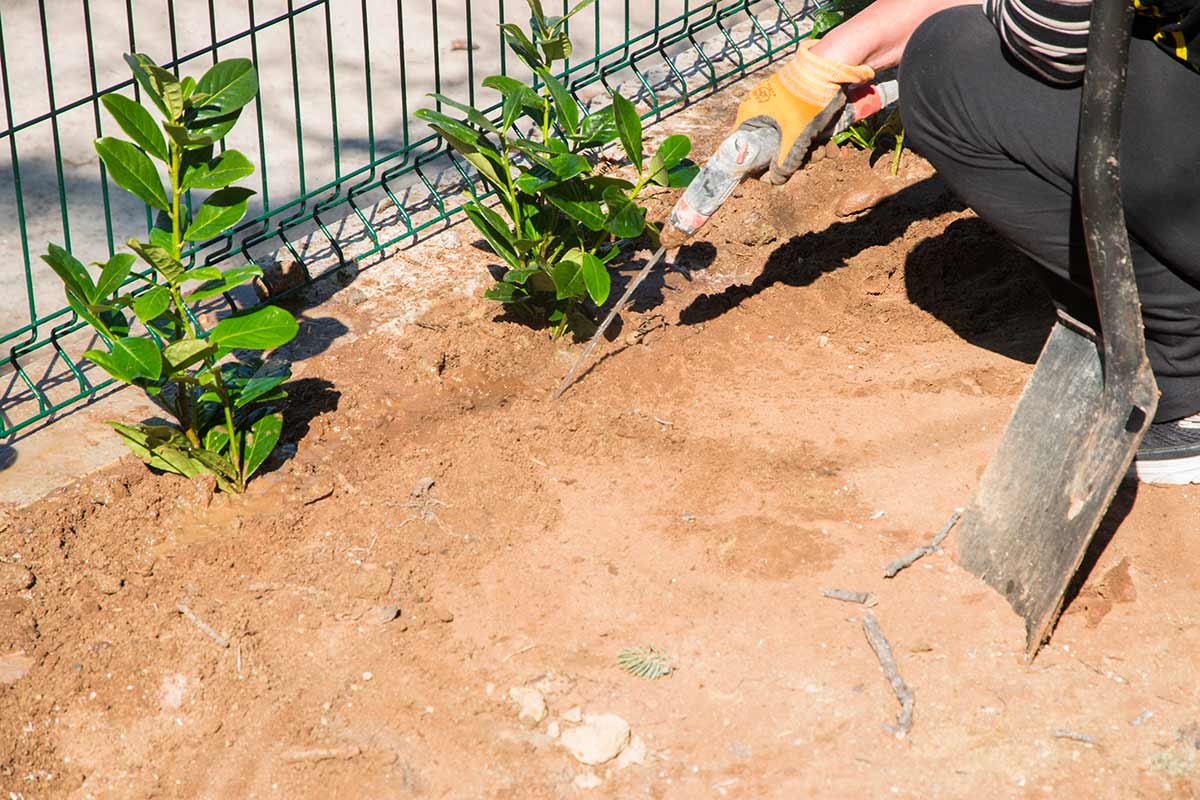 Terreno e distanza giusta tra piante di lauroceraso