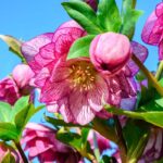 Come coltivare l’elleboro o rosa di Natale