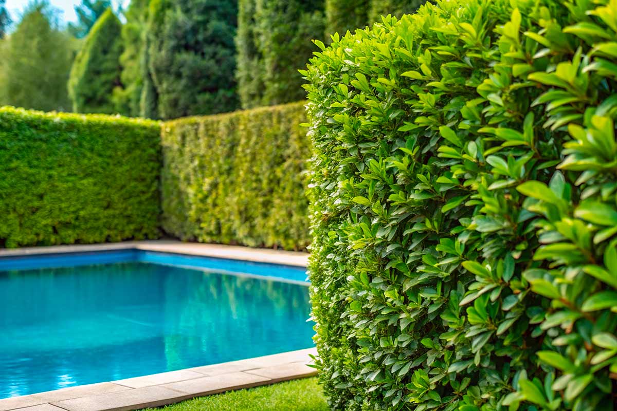 Siepe di lauroceraso che crea privacy attorno alla piscina in giardino