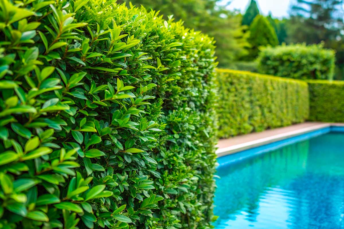 Privacy in 2 anni: come far crescere velocemente il lauroceraso