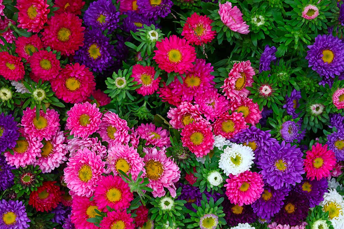 Non servono fertilizzanti costosi: ecco come faccio fiorire gli Aster solo con ingredienti naturali