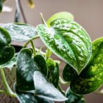 Fertilizzanti naturali per pothos
