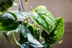 Fertilizzanti naturali per pothos