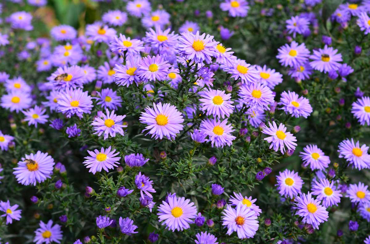 Aster, fiori perfetti per l'autunno