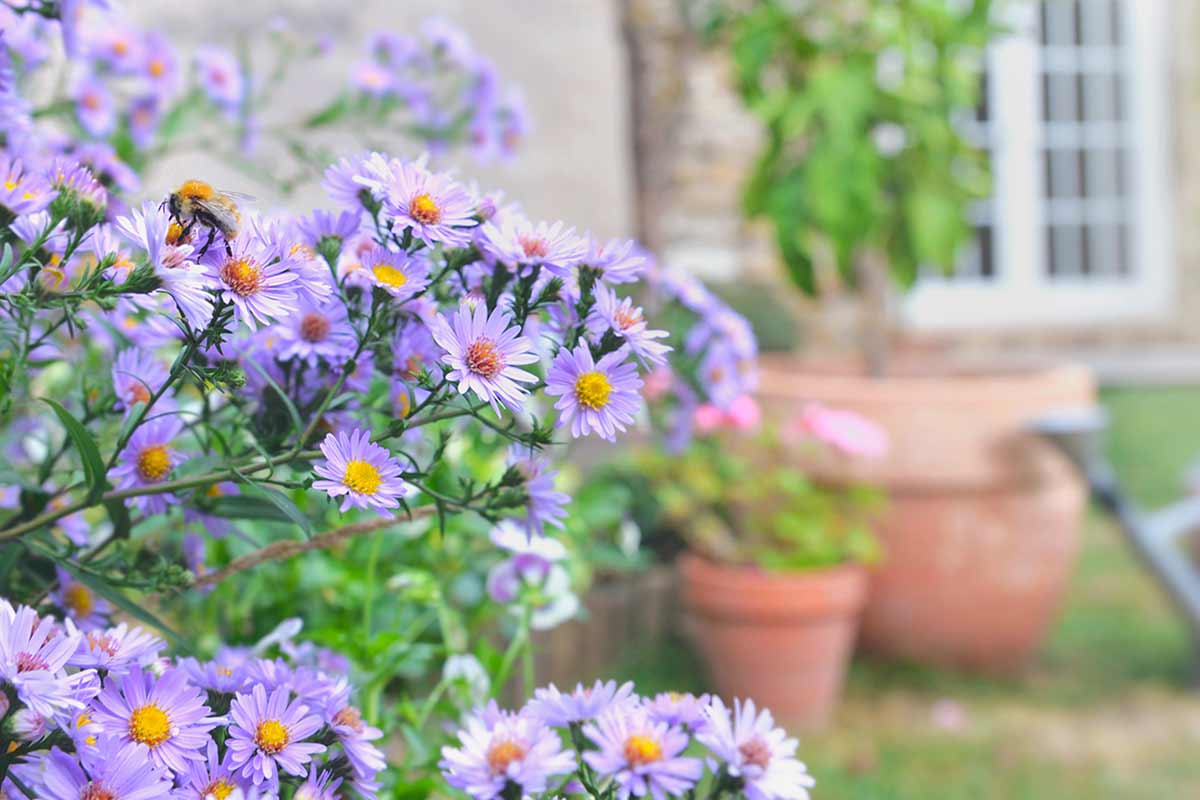 Fiori autunnali