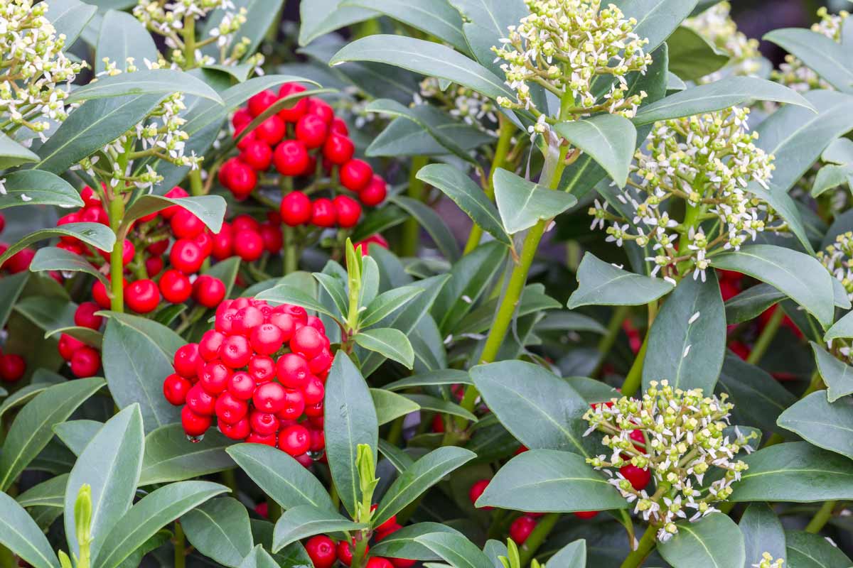 Skimmia in giardino