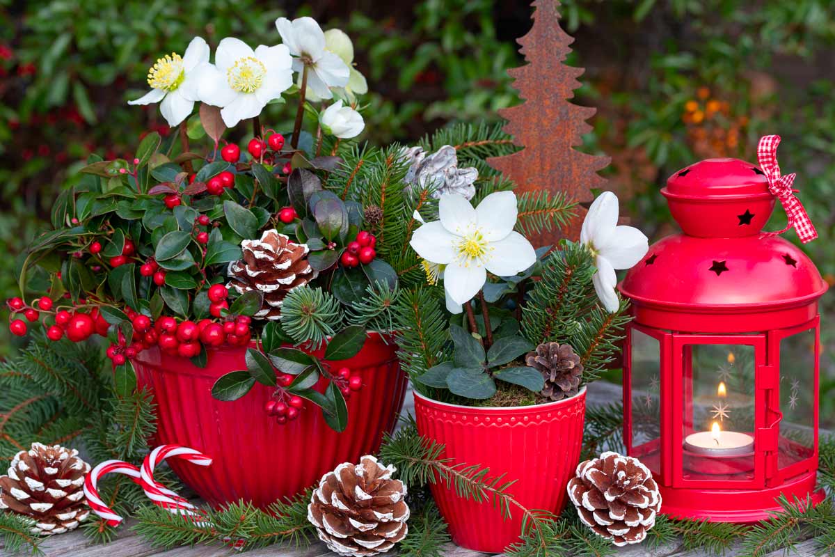 composizione in vaso di fiori invernali