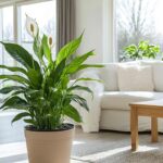 Foglie mosce nello spatifillo