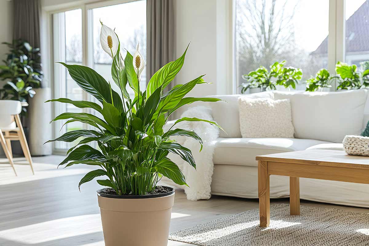 Foglie mosce nello spatifillo