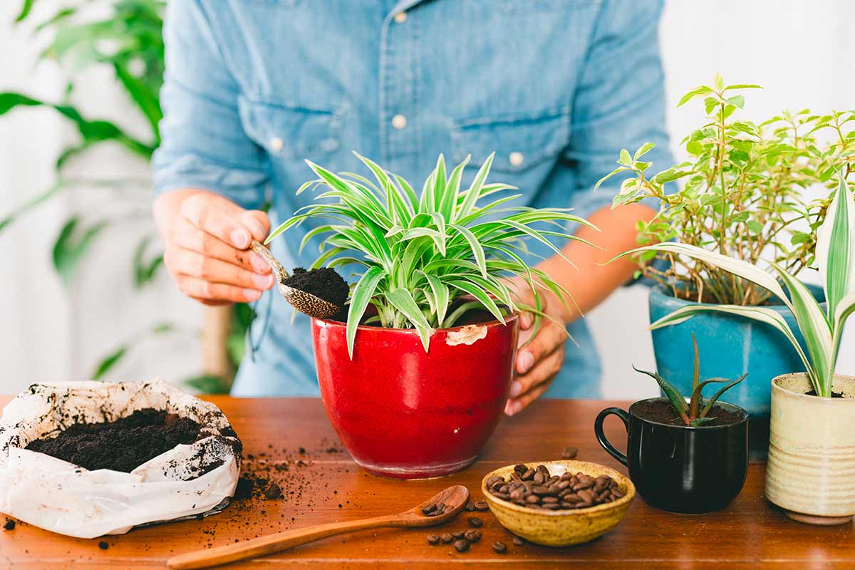 donna mette fondi di caffè in una pianta in vaso