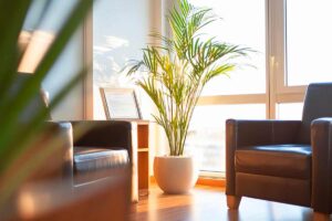 fondi di caffè per piante d’appartamento